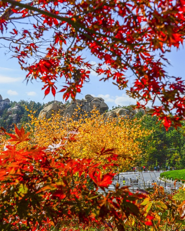 崂山红叶最早情况