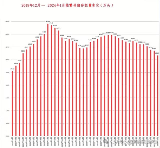 母猪价格今日猪价最早